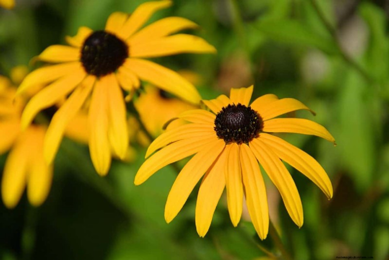 Cut-and-Come-Again Flowers for July: Endless Bouquets