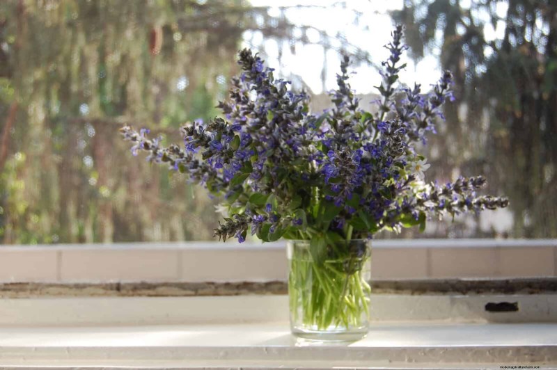 Cut-and-Come-Again Flowers for July: Endless Bouquets