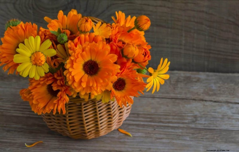 Cut-and-Come-Again Flowers for July: Endless Bouquets