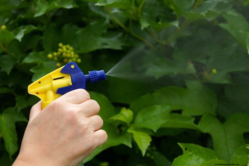 Organic Pest Control: 19 Natural Solutions for July Garden Problems