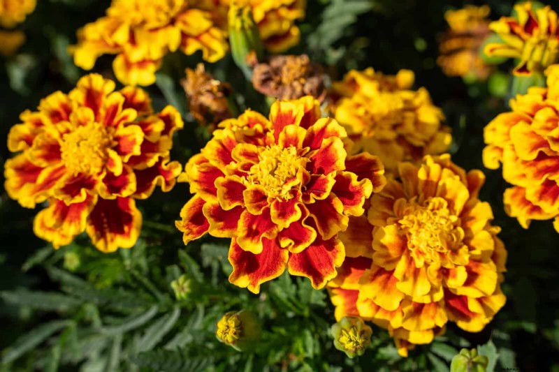 Organic Pest Control: 19 Natural Solutions for July Garden Problems