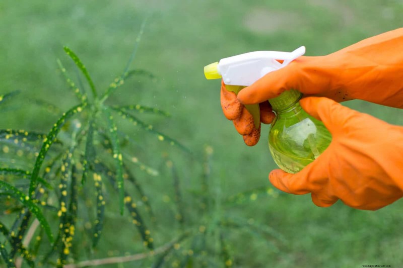 Organic Pest Control: 19 Natural Solutions for July Garden Problems