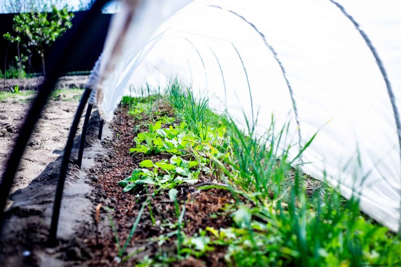Organic Pest Control: 19 Natural Solutions for July Garden Problems