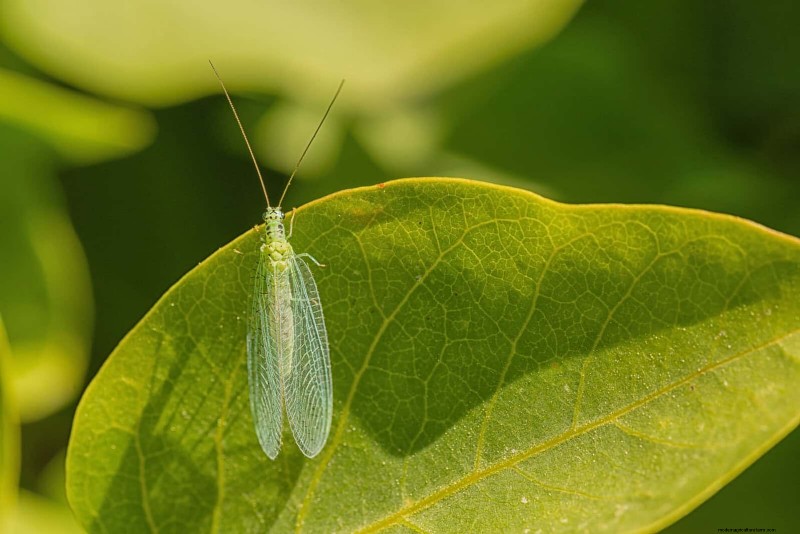 Organic Pest Control: 19 Natural Solutions for July Garden Problems