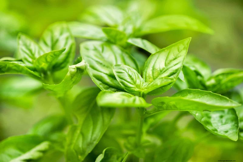 Organic Pest Control: 19 Natural Solutions for July Garden Problems
