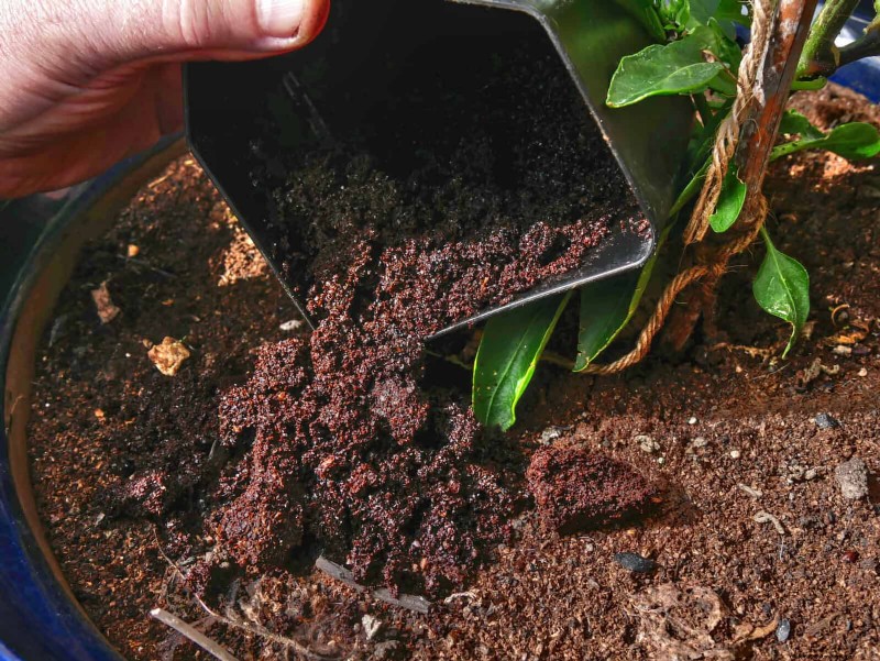 Organic Pest Control: 19 Natural Solutions for July Garden Problems