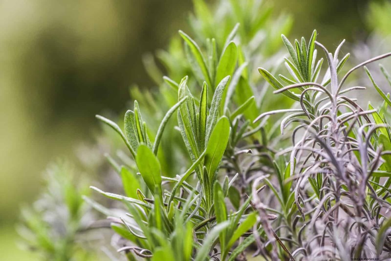 Organic Pest Control: 19 Natural Solutions for July Garden Problems