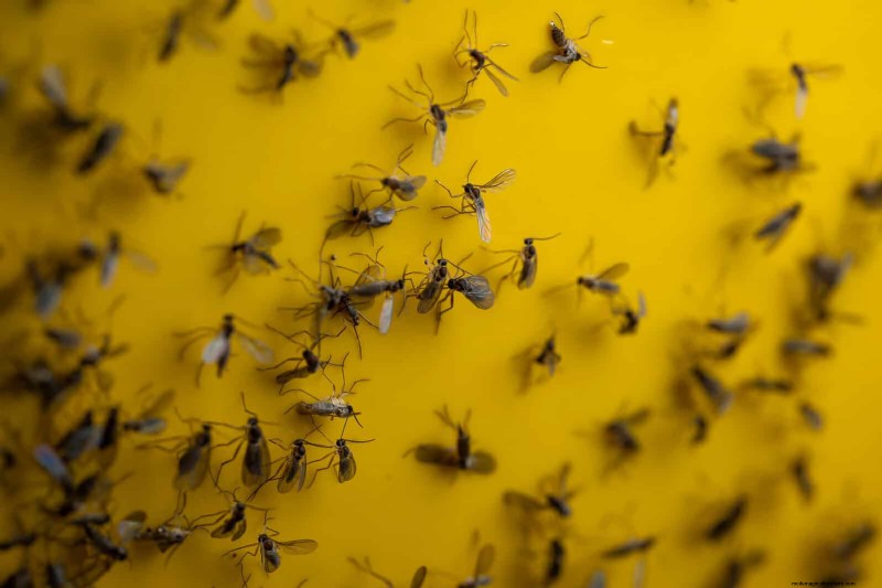 Organic Pest Control: 19 Natural Solutions for July Garden Problems