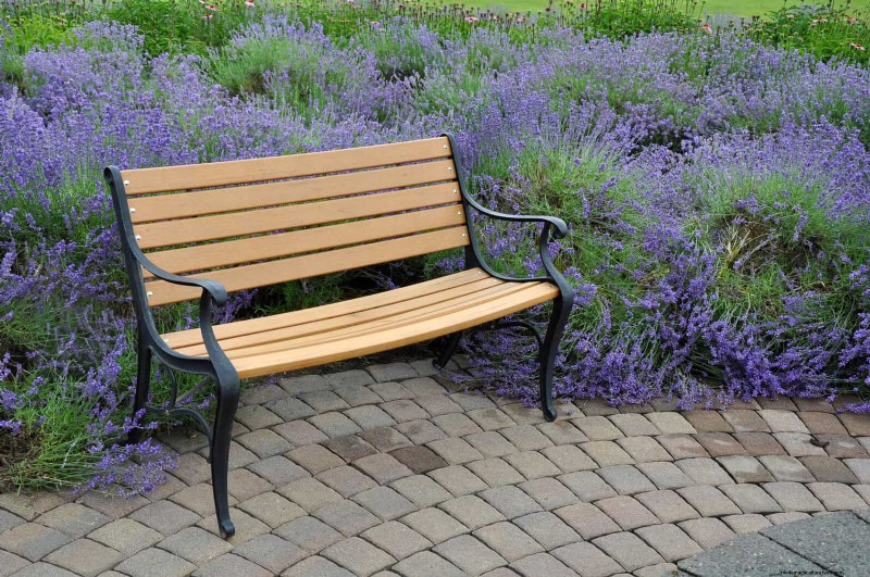Fragrant Ground Covers: Pest Repelling & Beautiful Yard Solutions