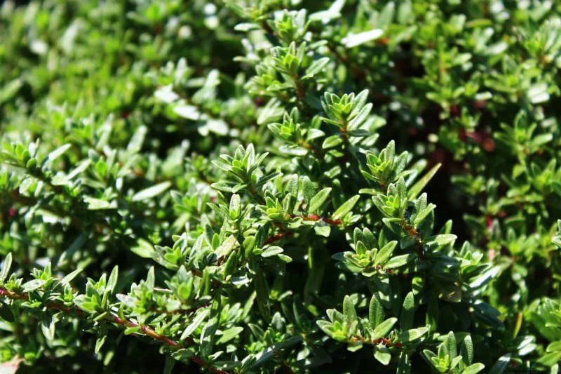 Fragrant Ground Covers: Pest Repelling & Beautiful Yard Solutions
