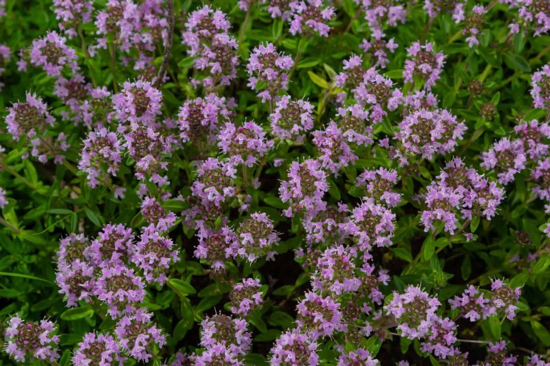 Fragrant Ground Covers: Pest Repelling & Beautiful Yard Solutions