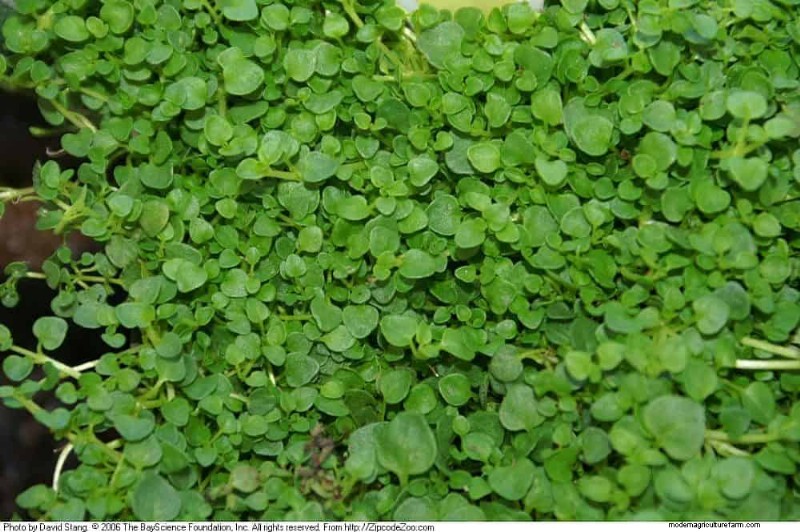 Fragrant Ground Covers: Pest Repelling & Beautiful Yard Solutions