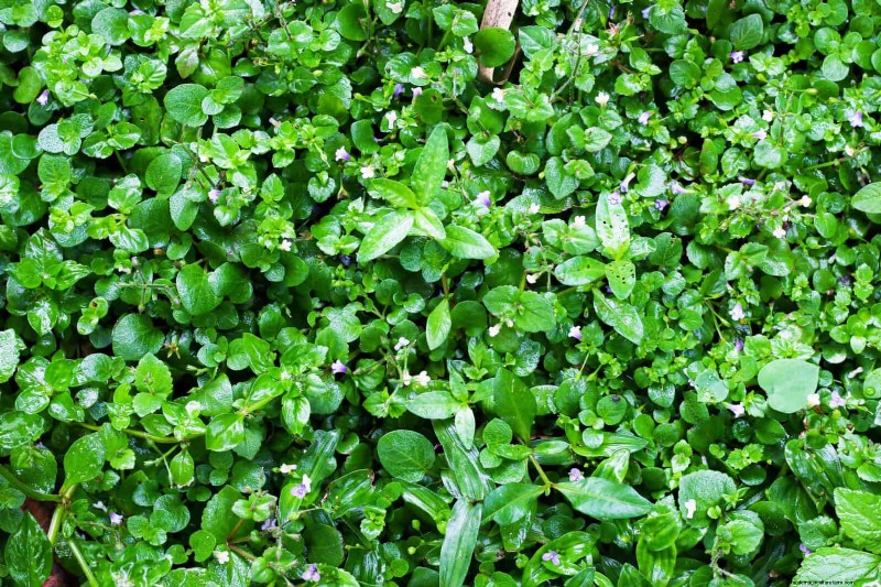 Fragrant Ground Covers: Pest Repelling & Beautiful Yard Solutions