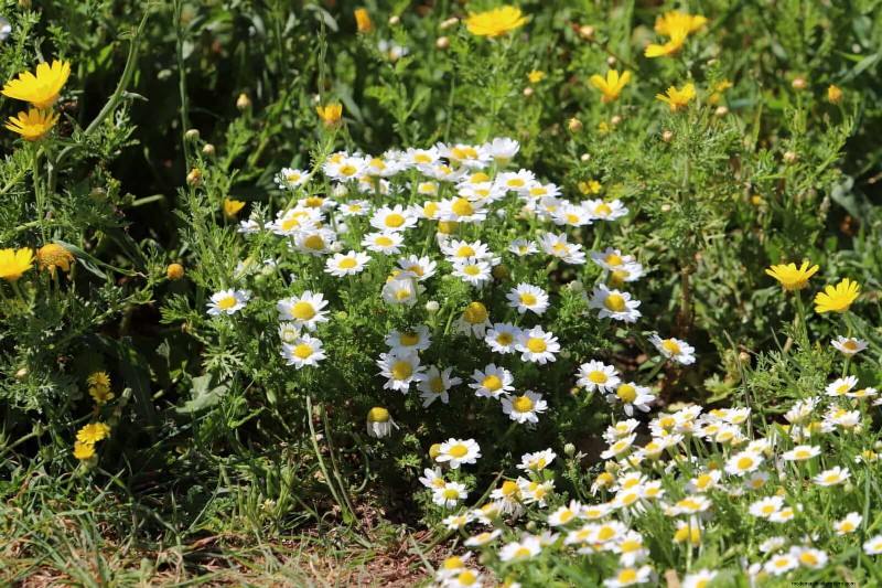 Fragrant Ground Covers: Pest Repelling & Beautiful Yard Solutions