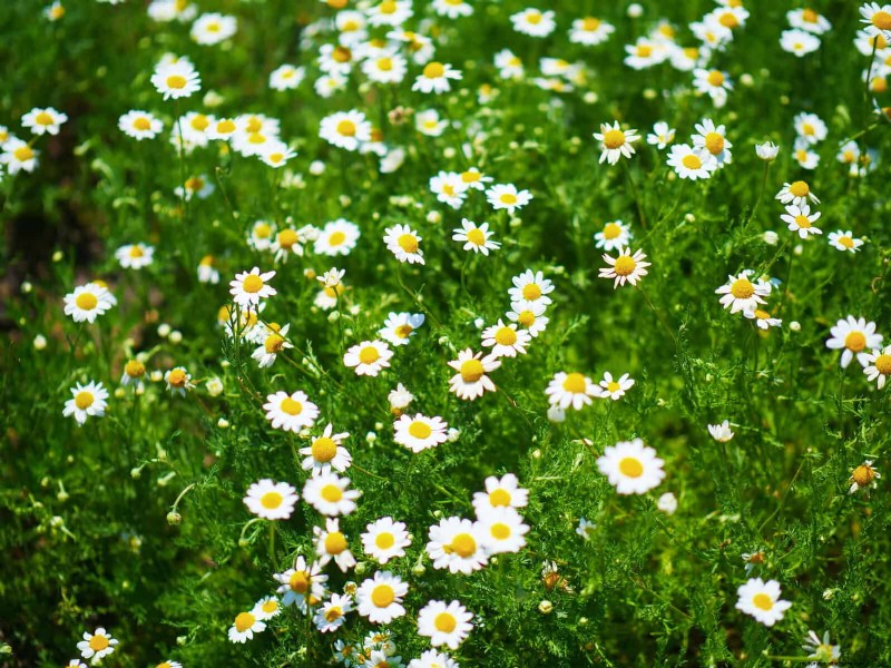 Fragrant Ground Covers: Pest Repelling & Beautiful Yard Solutions