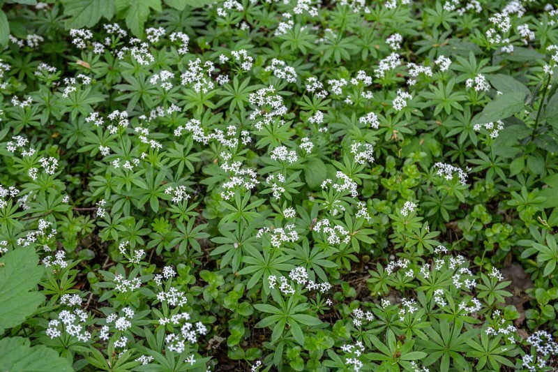 Fragrant Ground Covers: Pest Repelling & Beautiful Yard Solutions
