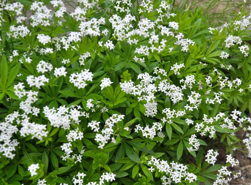Fragrant Ground Covers: Pest Repelling & Beautiful Yard Solutions