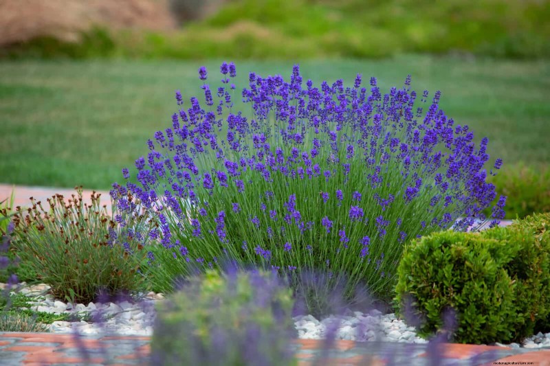 Fragrant Ground Covers: Pest Repelling & Beautiful Yard Solutions