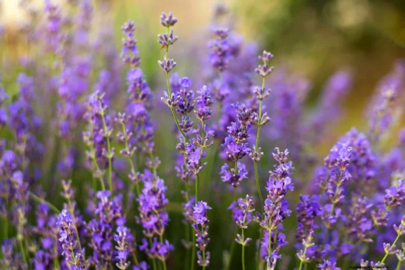 Fragrant Ground Covers: Pest Repelling & Beautiful Yard Solutions