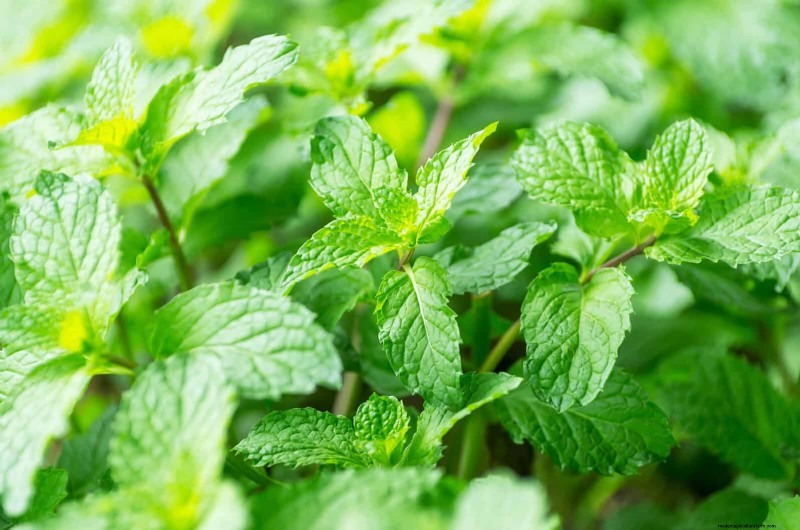 Fragrant Ground Covers: Pest Repelling & Beautiful Yard Solutions