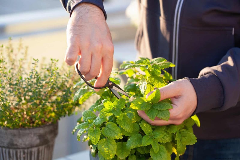 Fragrant Ground Covers: Pest Repelling & Beautiful Yard Solutions