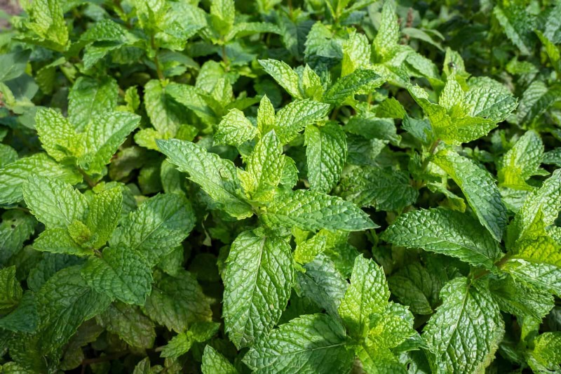 Fragrant Ground Covers: Pest Repelling & Beautiful Yard Solutions