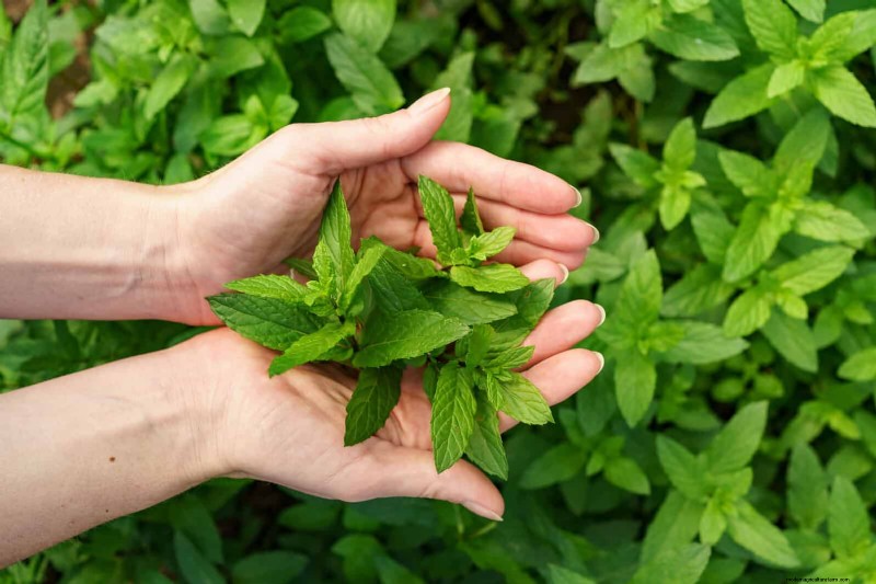 Fragrant Ground Covers: Pest Repelling & Beautiful Yard Solutions