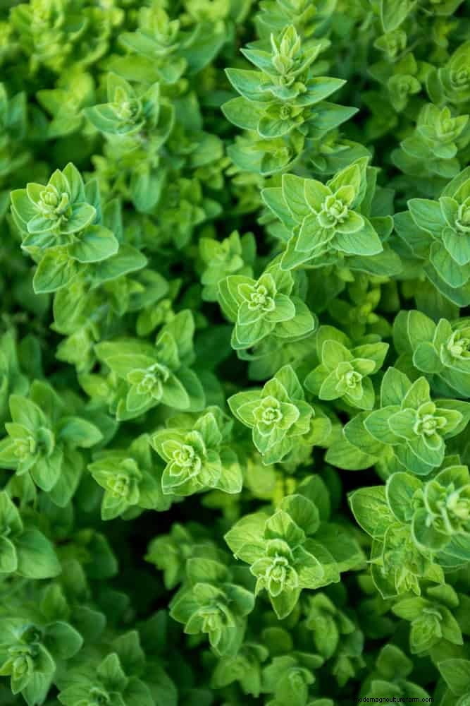 Fragrant Ground Covers: Pest Repelling & Beautiful Yard Solutions