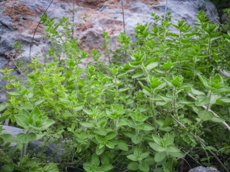 Fragrant Ground Covers: Pest Repelling & Beautiful Yard Solutions