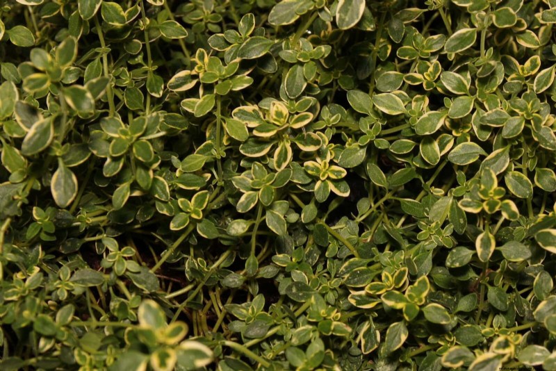 Fragrant Ground Covers: Pest Repelling & Beautiful Yard Solutions