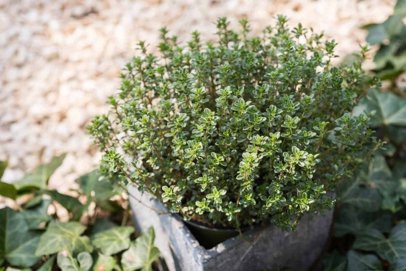 Fragrant Ground Covers: Pest Repelling & Beautiful Yard Solutions