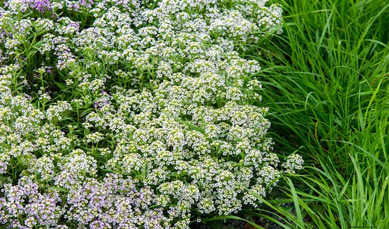 Fragrant Ground Covers: Pest Repelling & Beautiful Yard Solutions