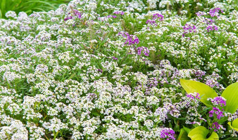 Fragrant Ground Covers: Pest Repelling & Beautiful Yard Solutions