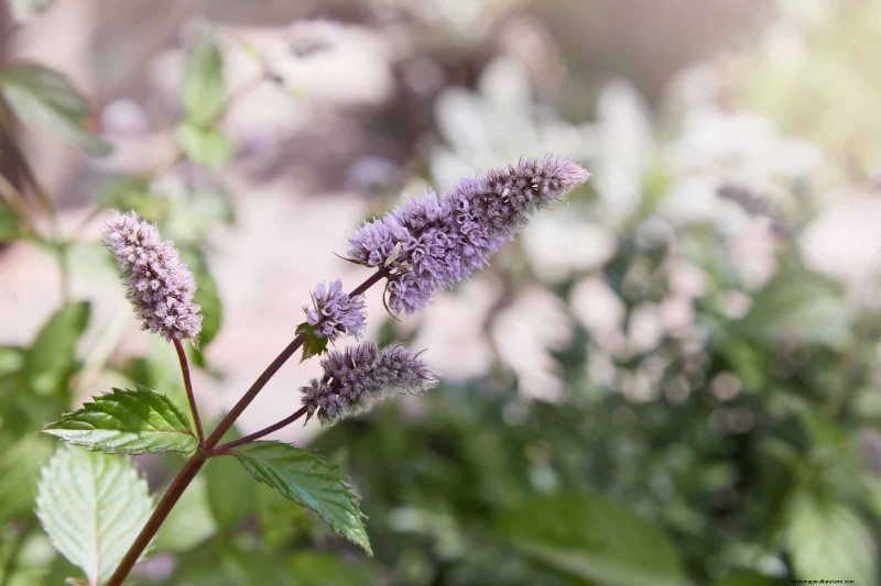Fragrant Ground Covers: Pest Repelling & Beautiful Yard Solutions