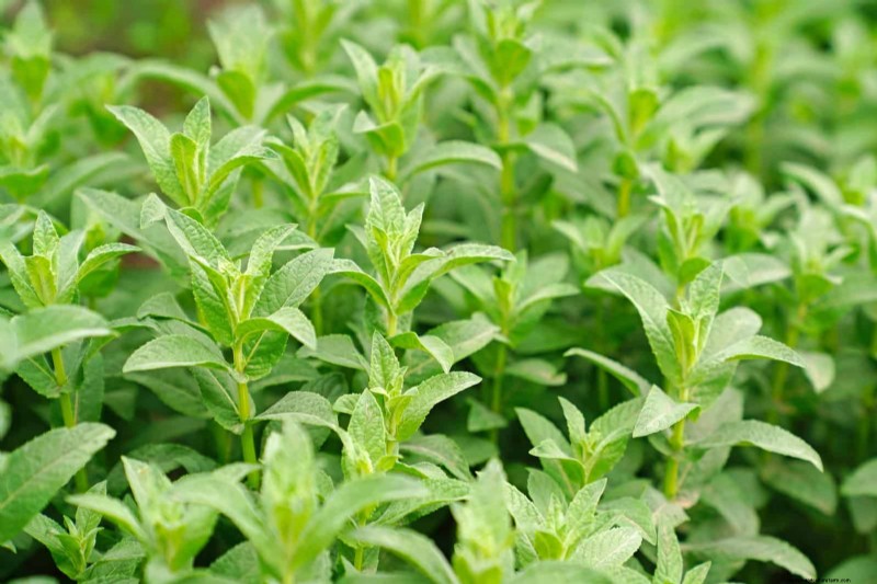 Fragrant Ground Covers: Pest Repelling & Beautiful Yard Solutions