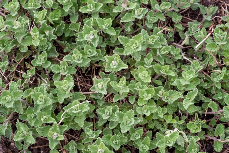 Fragrant Ground Covers: Pest Repelling & Beautiful Yard Solutions