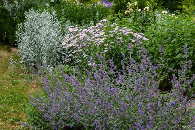 Fragrant Ground Covers: Pest Repelling & Beautiful Yard Solutions