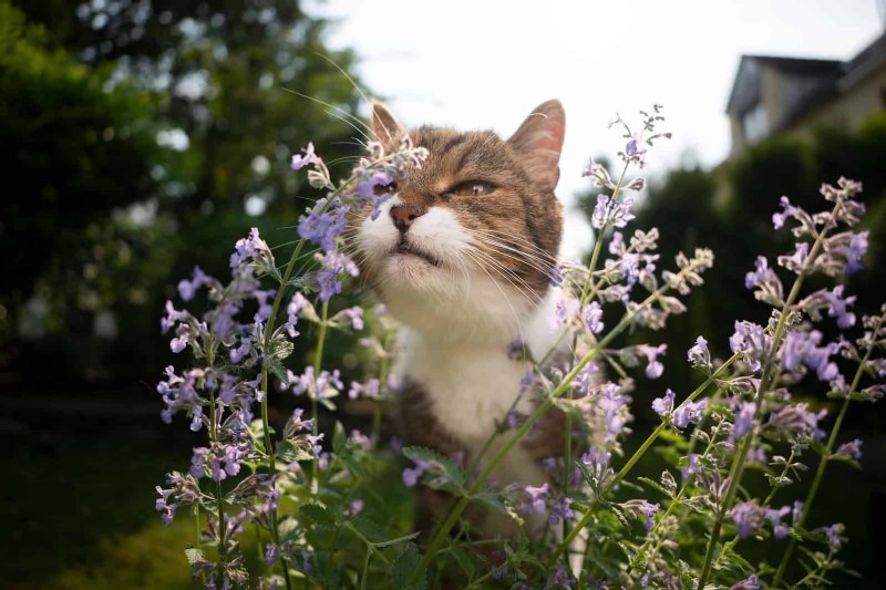 Fragrant Ground Covers: Pest Repelling & Beautiful Yard Solutions