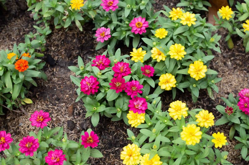 Extended Bloom: 13 Flowers for Late Summer & Early Fall Gardens