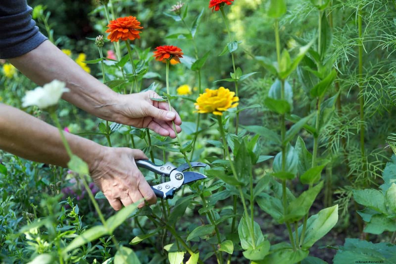 Extended Bloom: 13 Flowers for Late Summer & Early Fall Gardens