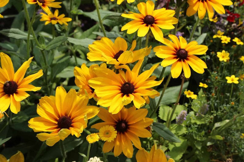 Extended Bloom: 13 Flowers for Late Summer & Early Fall Gardens
