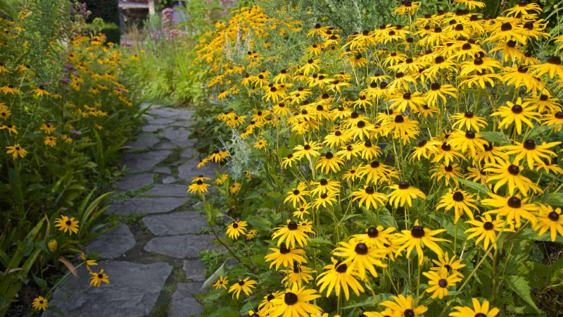 Extended Bloom: 13 Flowers for Late Summer & Early Fall Gardens