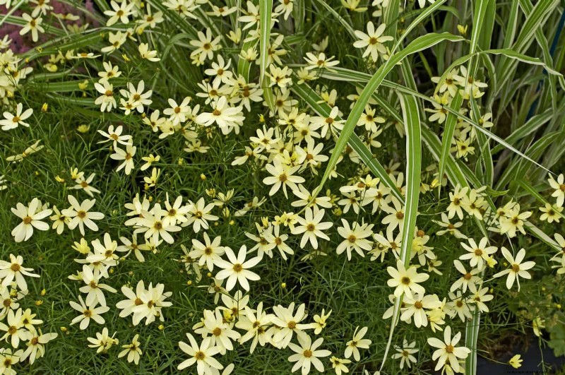 Extended Bloom: 13 Flowers for Late Summer & Early Fall Gardens