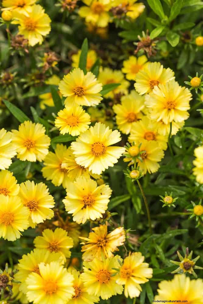 Extended Bloom: 13 Flowers for Late Summer & Early Fall Gardens