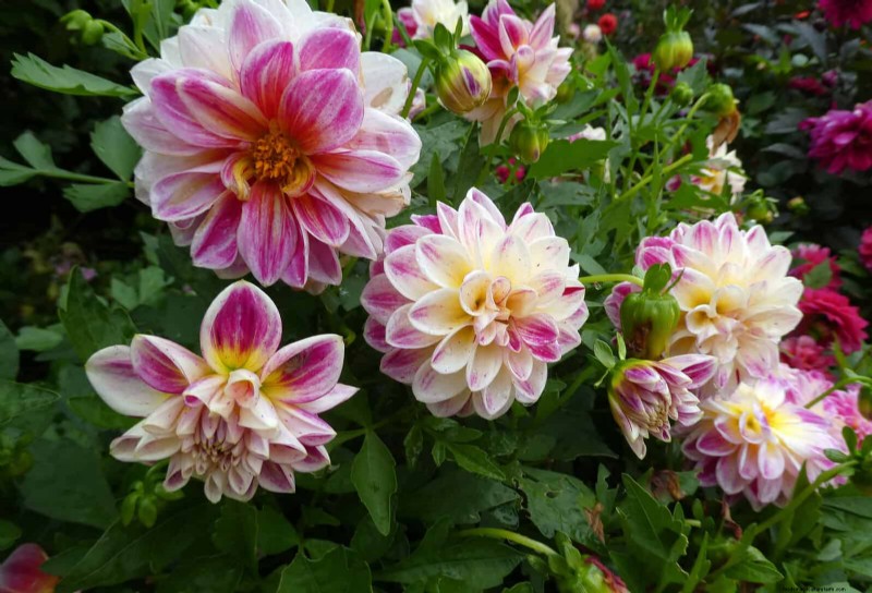 Extended Bloom: 13 Flowers for Late Summer & Early Fall Gardens