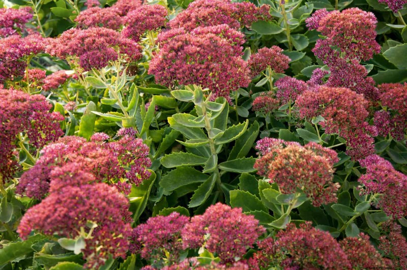 Extended Bloom: 13 Flowers for Late Summer & Early Fall Gardens