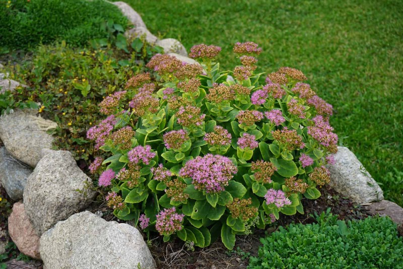 Extended Bloom: 13 Flowers for Late Summer & Early Fall Gardens