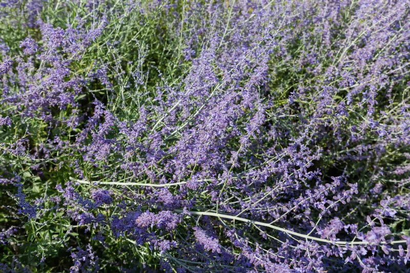 Extended Bloom: 13 Flowers for Late Summer & Early Fall Gardens