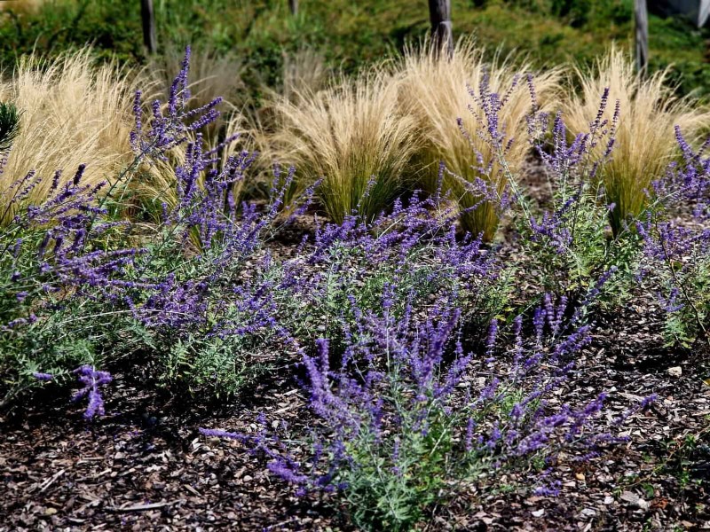 Extended Bloom: 13 Flowers for Late Summer & Early Fall Gardens