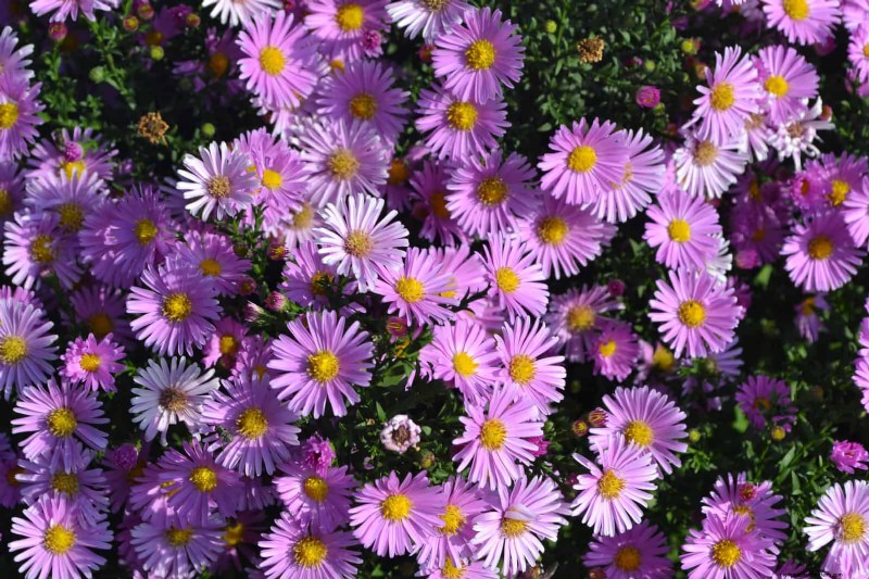 Extended Bloom: 13 Flowers for Late Summer & Early Fall Gardens